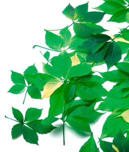 Scattered leaves on white background