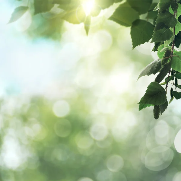 Green leaves background