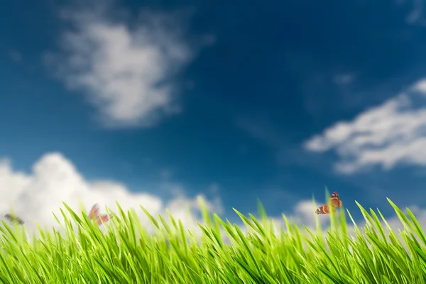 Background with grass, butterflies and sky