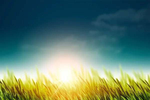 Natural background with green grass