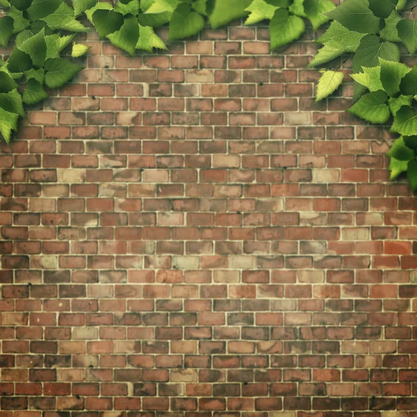 Green foliage over brick wall