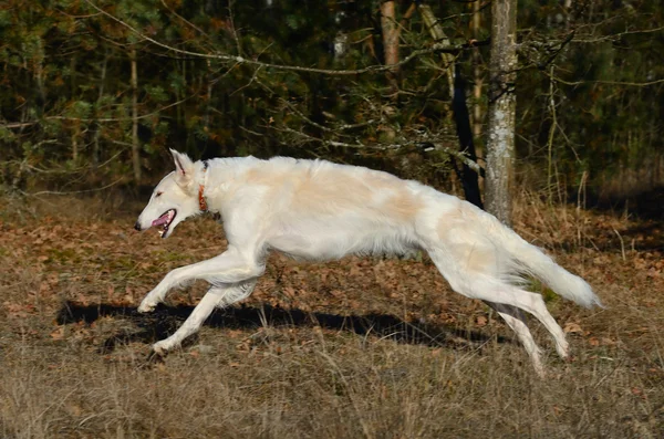 Running russian wolfhound dog