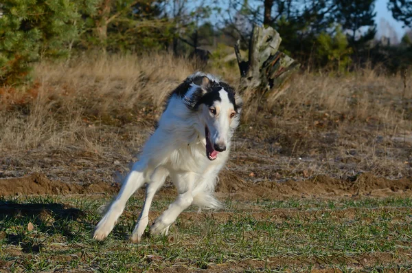 Russian wolfhound dog