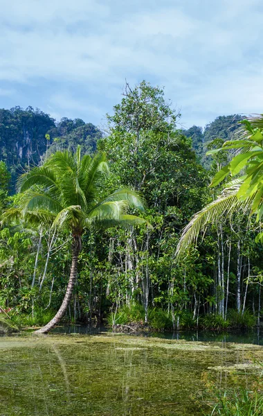 Lake in tropical jungle