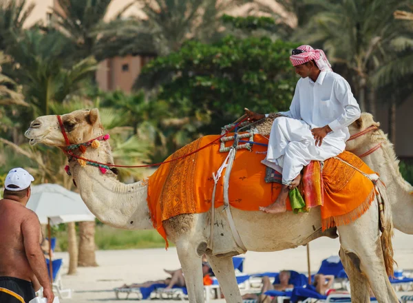 Arab man sitting on a camel  in Dubai