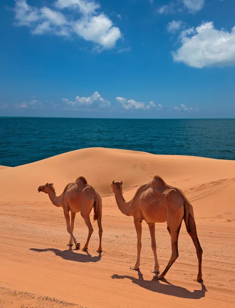 Camels in Dubai desert
