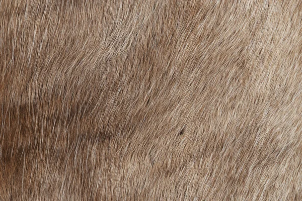 Reindeer fur, background