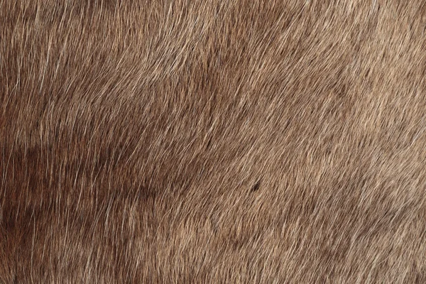 Close-up of reindeer fur