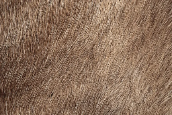 Reindeer fur background