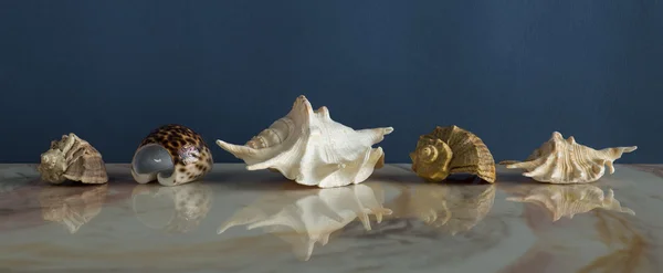 Seashells on marble shelf