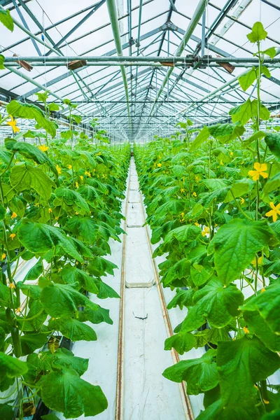 View on rows of cucumber plants in greenhouse