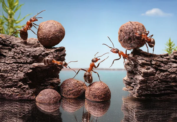 Team of ants construct dam, teamwork