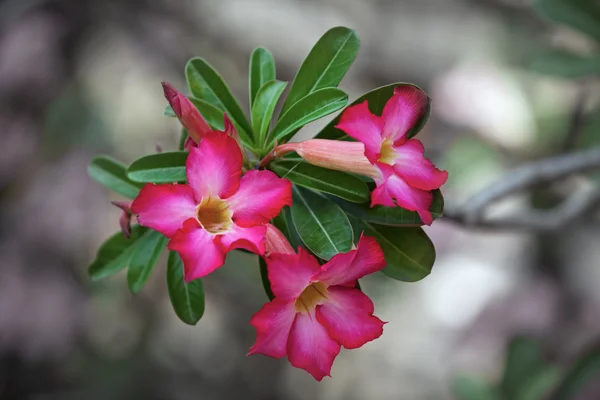 Macro Shot of a Desert Rose in Bloom