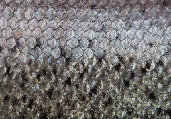 The fish scale close up.