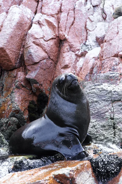 Sea lions fighting for rock