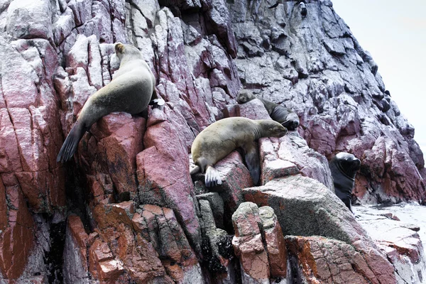 Sea lions fighting for rock