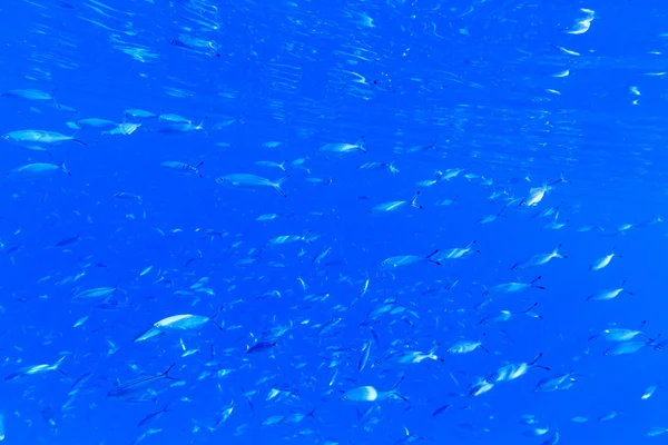 Aqua underwater scene