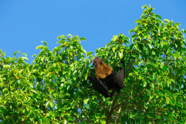 Bat hanging on tree branch