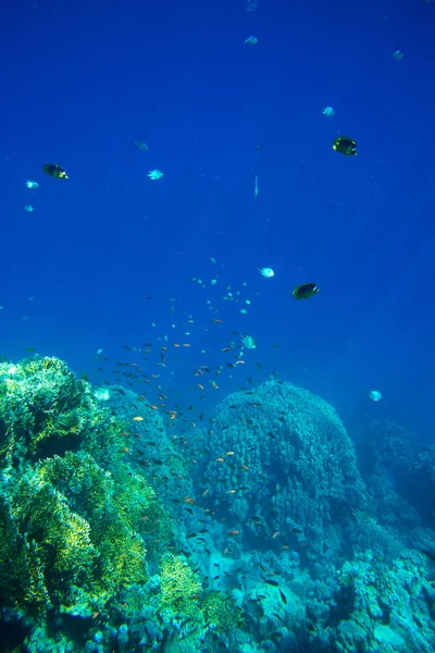Tranquil underwater scene