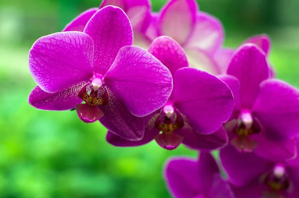 Purple orchid flowers