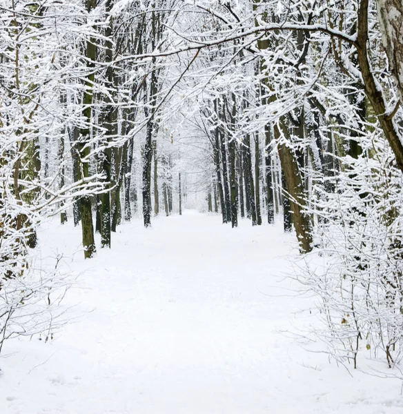 Winter forest