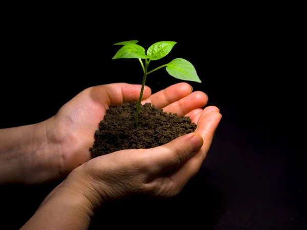 Hands holding sapling in soil