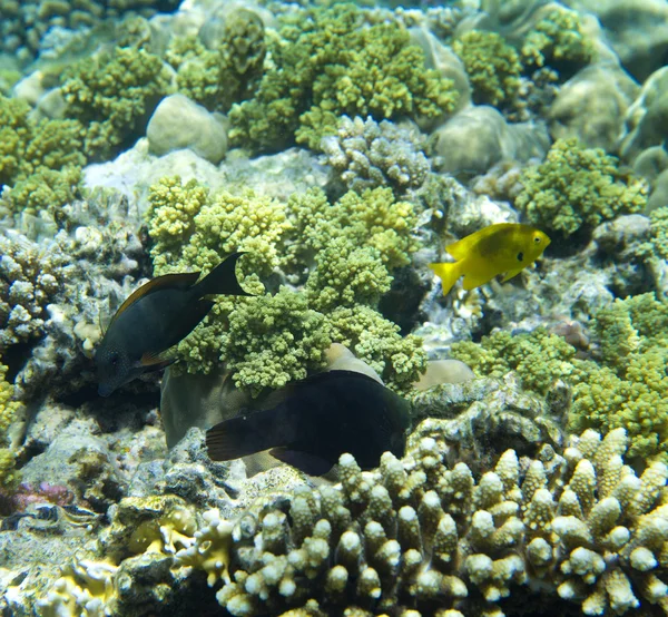 Coral garden and  fishes