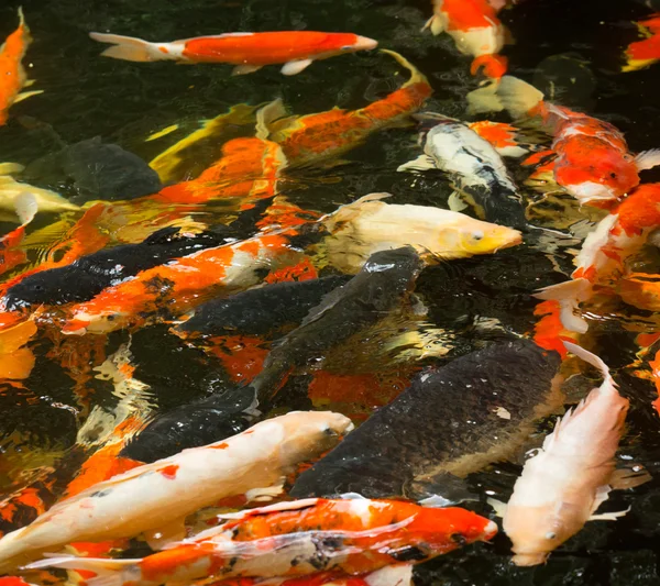 Common carps swimming