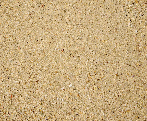 Shot of coral sand