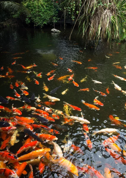 Common carps swimming in water