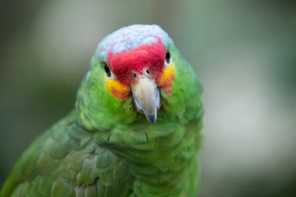 Exotic parrot bird