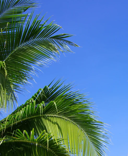 Green palm trees on blue sky