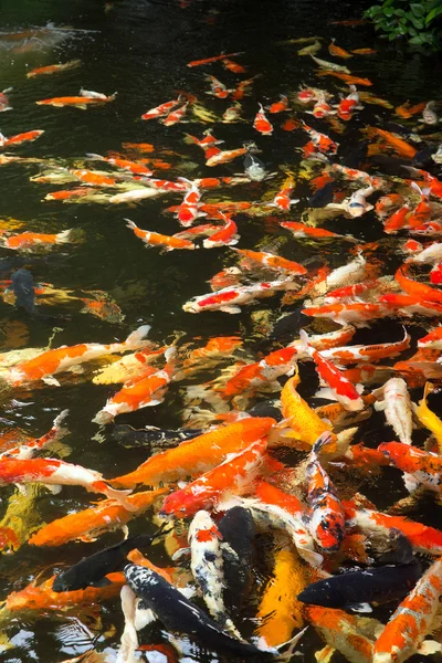 Common carps swimming