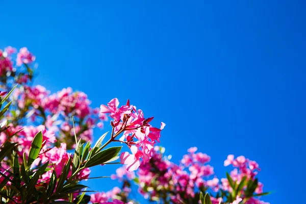 Pink flowers on sky
