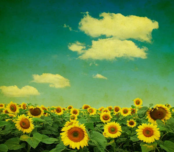 Field of sunflowers on  background