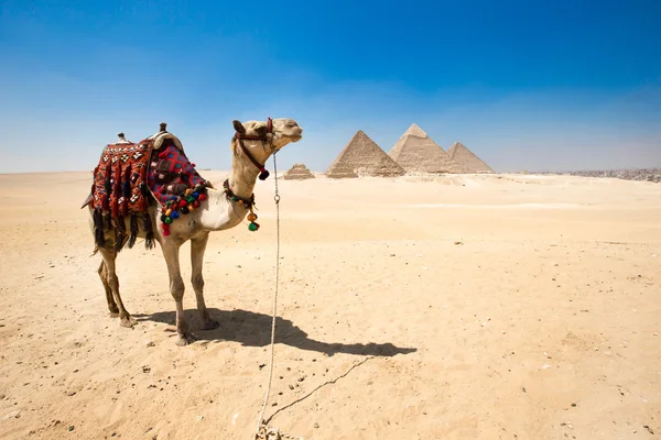 Pyramids of Giza in Cairo, Egypt.