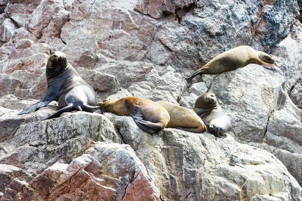 Sea lions fighting for a rock