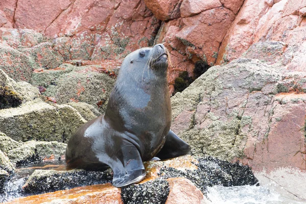 Sea lion fighting for a rock