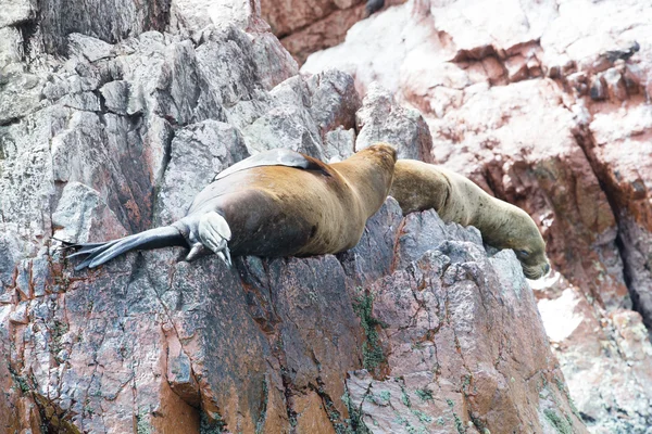 Sea lions fighting for rock