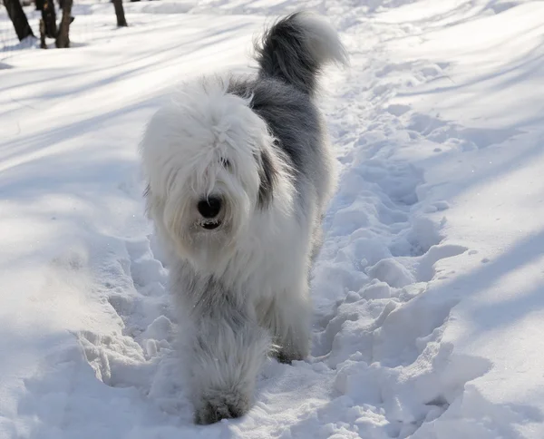 Bobtail dog over snow background