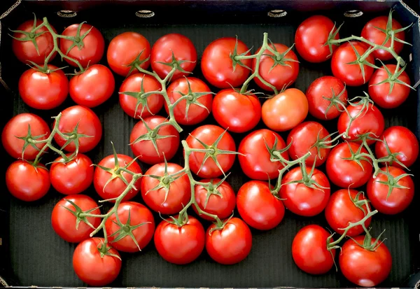 Ripe red tomatoes in black box