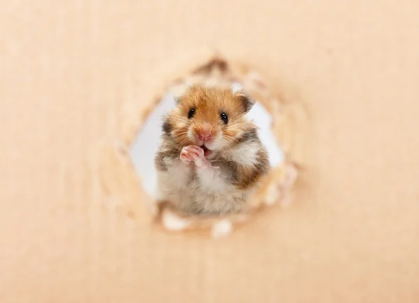 Little hamster looking up in cardboard side torn hole