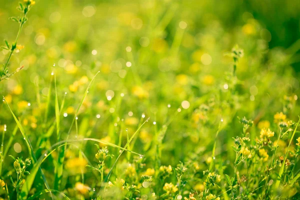 Fresh green grass and yellow wildflowers