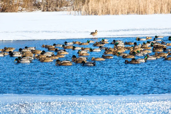 Ducks On The Frozen Lake