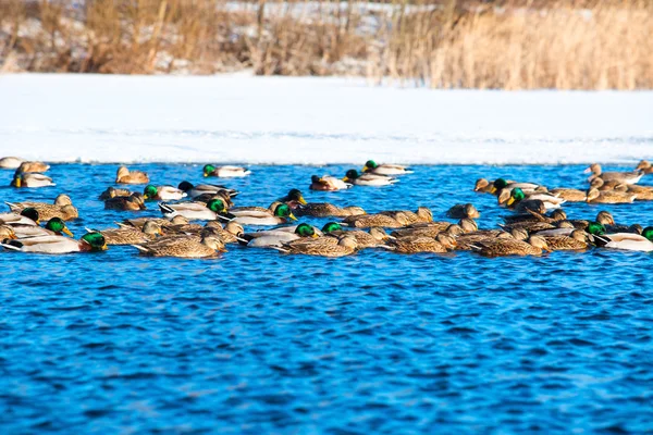 Ducks On The Frozen Lake