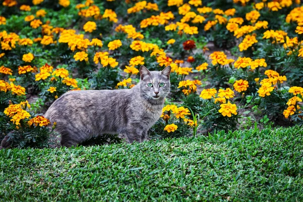 Cat and flower bed