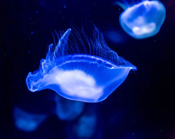 Moon Jellyfish in sea water