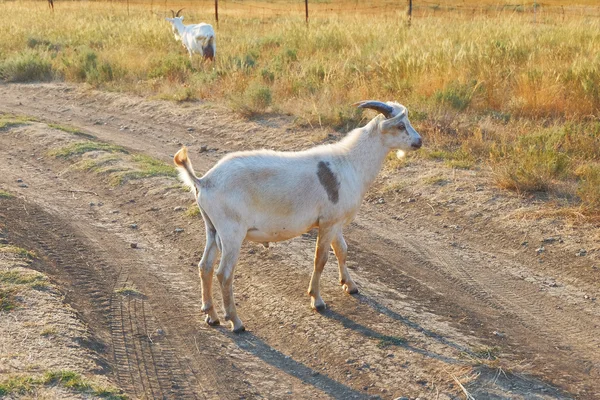 White goat standing at full height side view on the road