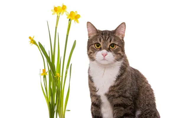 Grey domestic cat and daffodils