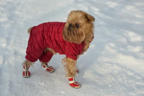 Dog  in  clothes and shoes